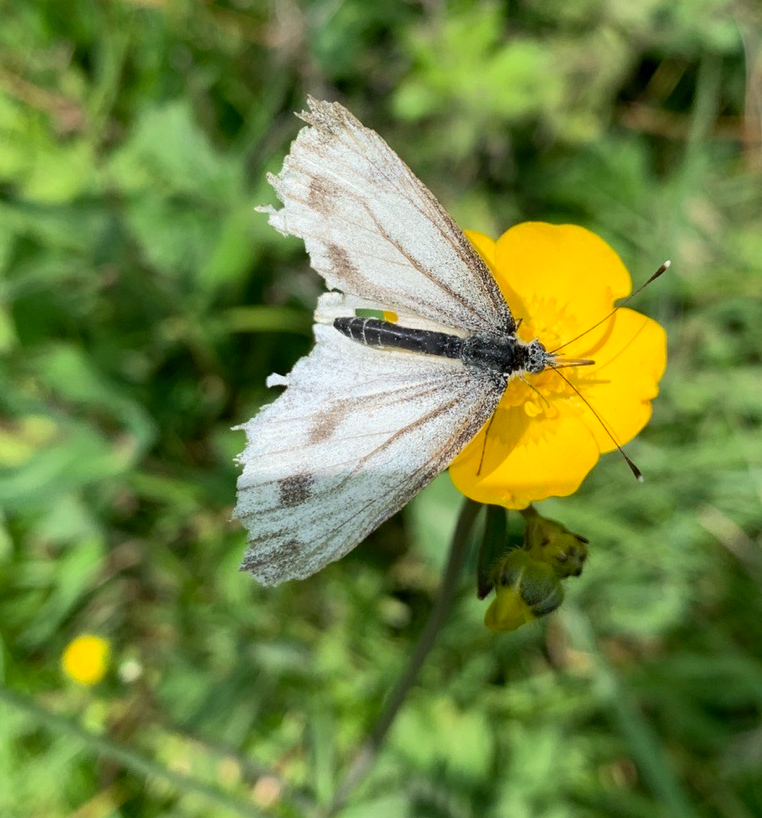 Sommerfugl på en gul blomst