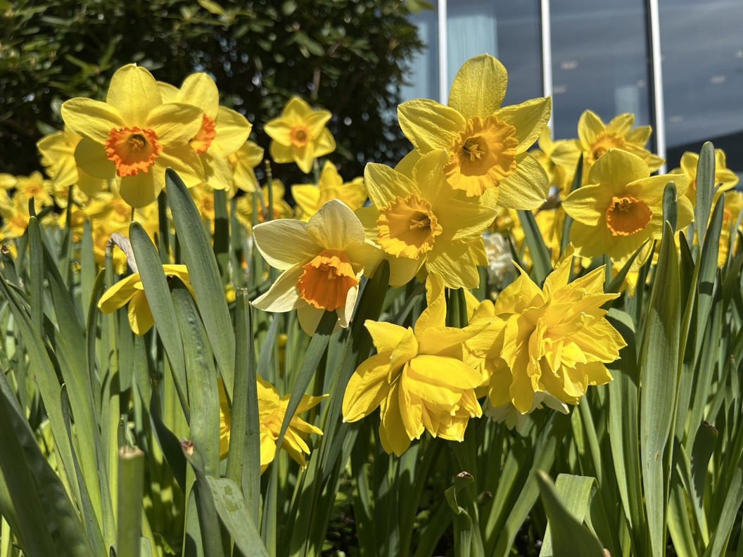 Gule påskeliljer i blomst med grønne blader, plantet i bed foran en bygning.