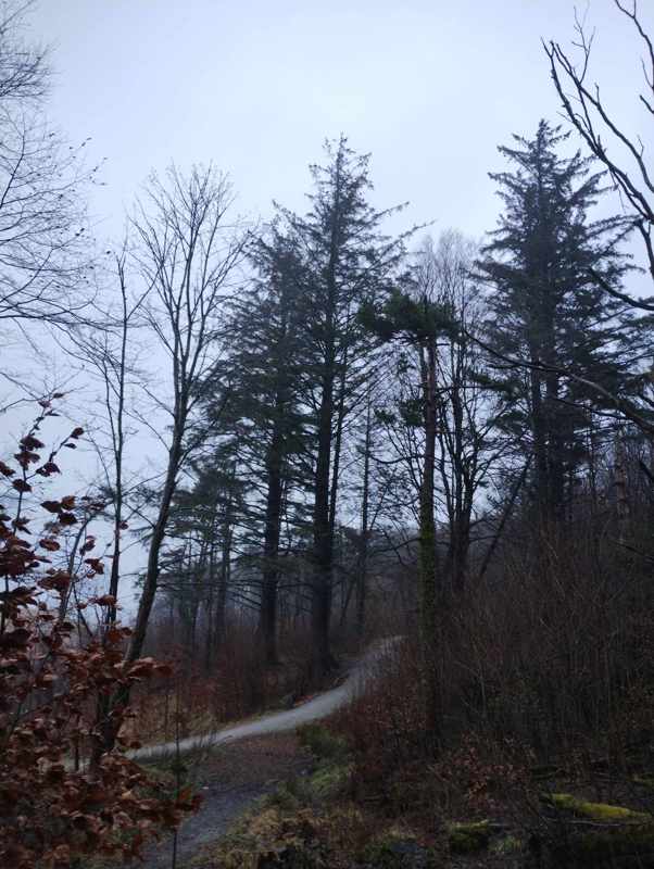 Det høyeste bytreet finner du på Våland og er en sitkagran