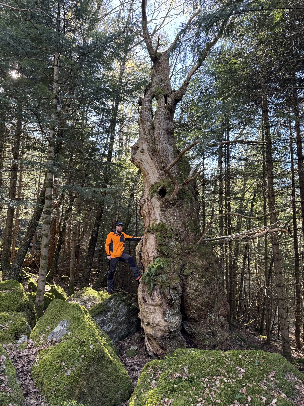 Muligens det treet med størst omkrets i Stavanger.