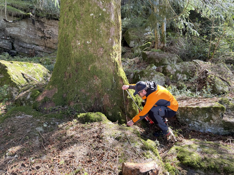 Måler det høyeste treet i Stavanger som ligger på Ombo