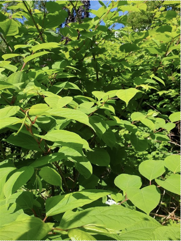 busk som ikke hører hjemme i naturen