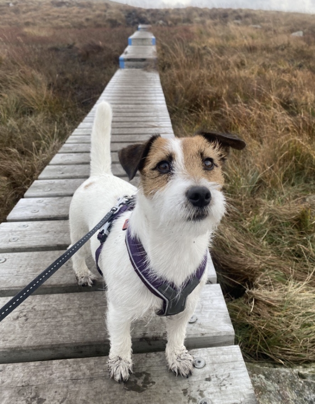 hund i naturen