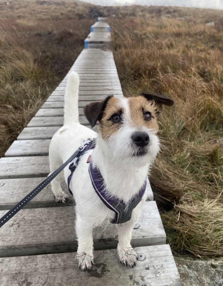 hund i naturen