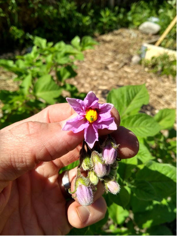 Lilla potetblomst fra nabolagshagen Pådriv i Hillevåg. Foto: Al Greenall 