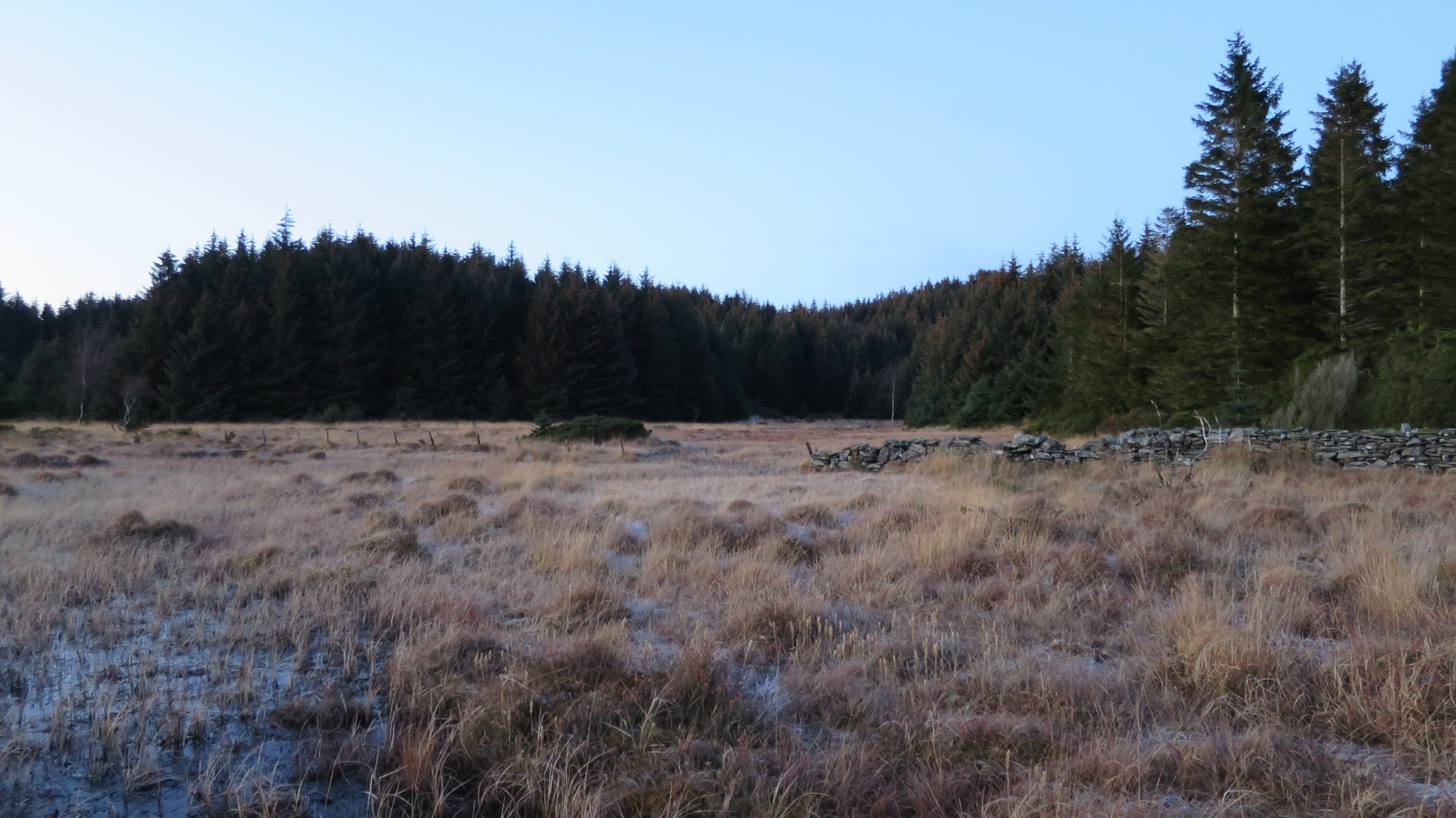 Myr og granskog
