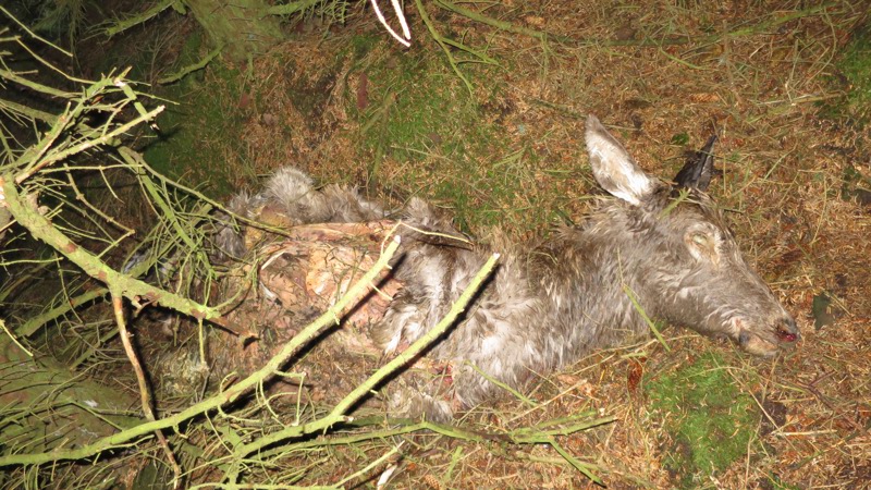 Hjortekadaver