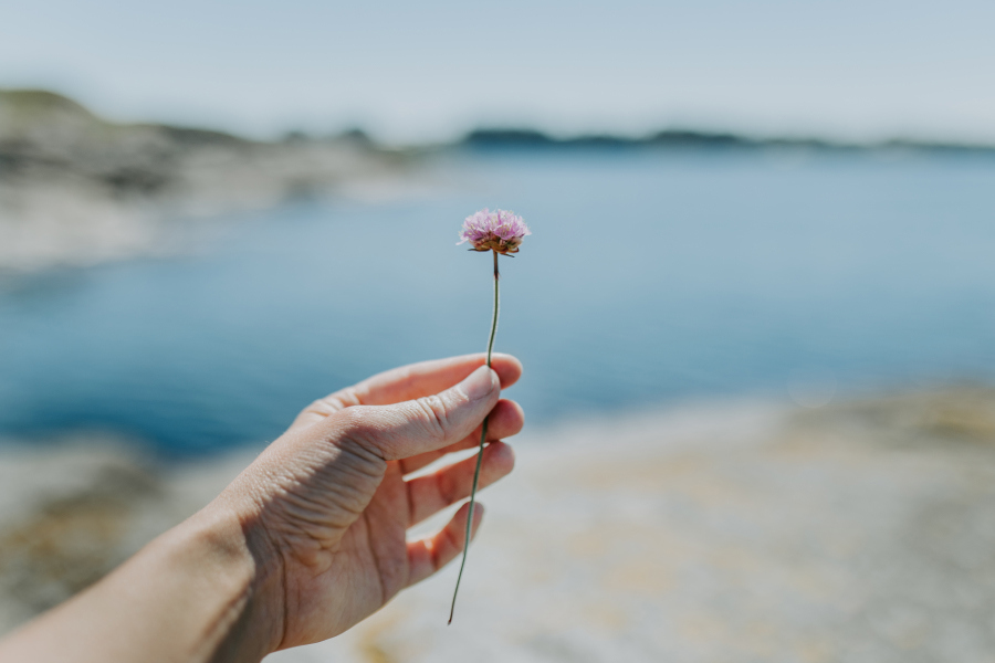 Strandnellik som holdes opp foran skjærgård med sjø i bakgrunnen