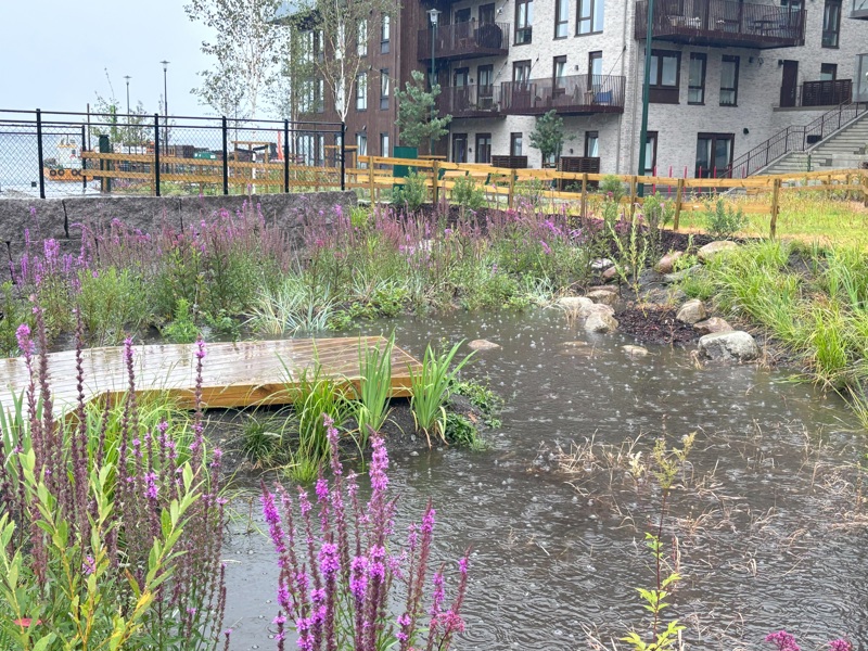 Ulike planter i en dam i en park