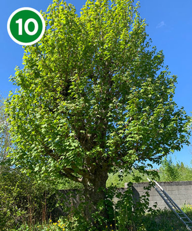 Lønn i Sandvikveien.