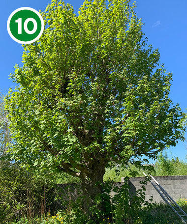 Lønn i Sandvikveien.