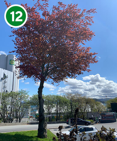 Blodbøk i Sandvikveien.