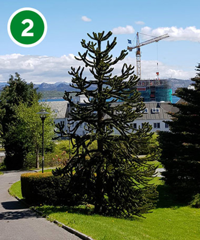 Apeskrekk ved sykehustunellen, i nærheten av Frida Hansens hus.