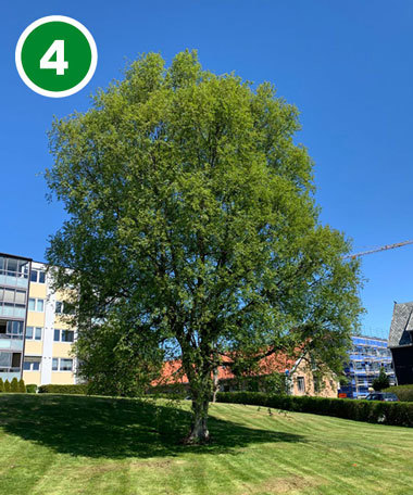 Bjørk i Bjaalandsgata.