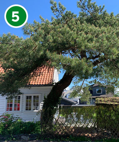 Furu i Haugvaldstadminde 8.