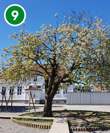 Kirsebærtre på Kvaleberg skole.