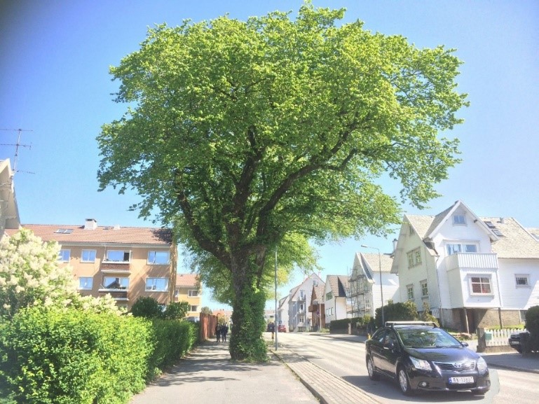 Det er ikke mange gatetrær som klarer å vokse seg så store, og bli gamle, som for eksempel disse gatetrærne i Stokkaveien. Det tar mange år før et nyplantet tre har vokst seg så stort at det kan kompensere for et gammelt tre. Derfor skal – spesielt store og gamle - bytrær i utgangspunktet bevares så lenge som mulig, før de erstattes med nye.